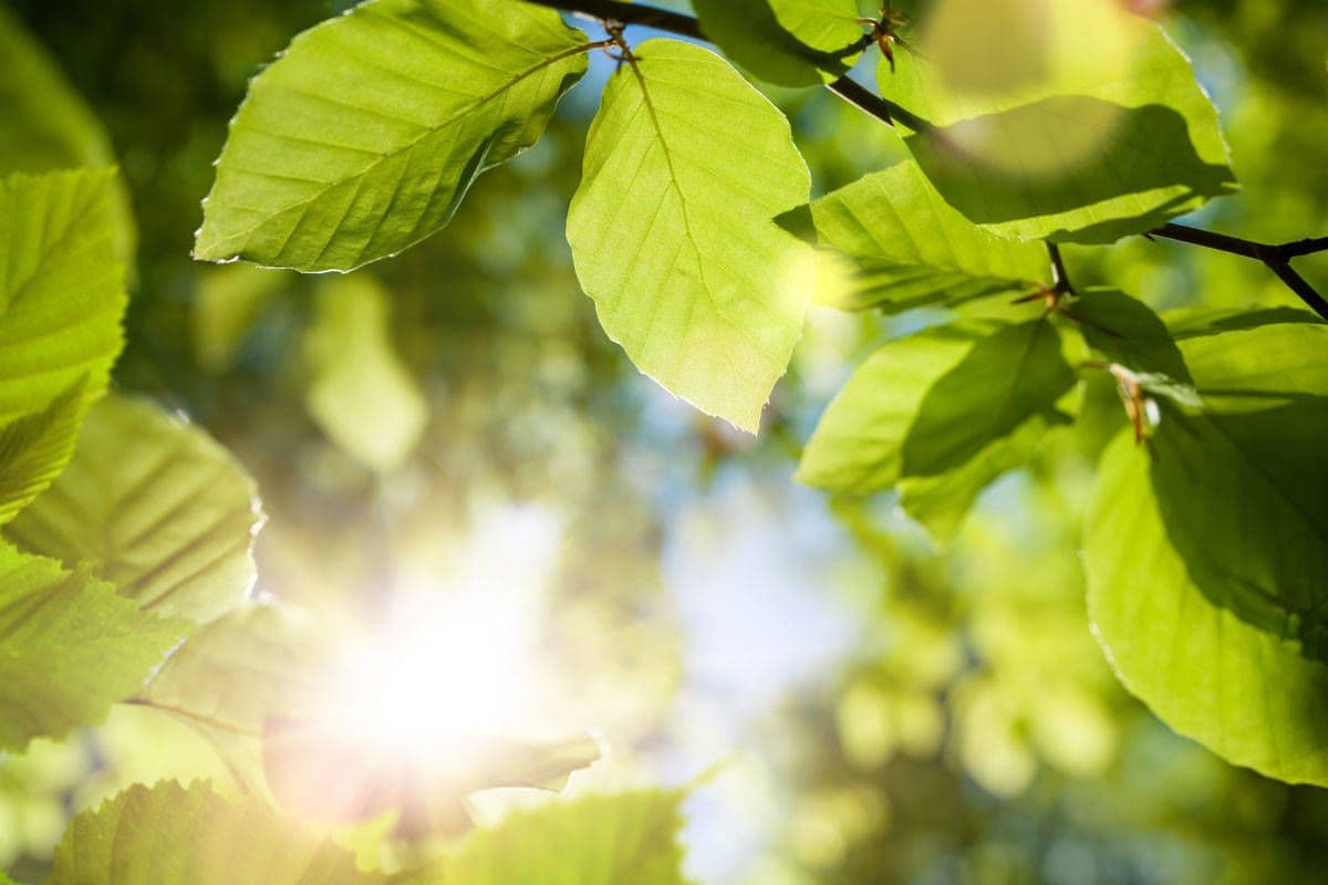 NAB Helps NBN Issue its First Green Bond