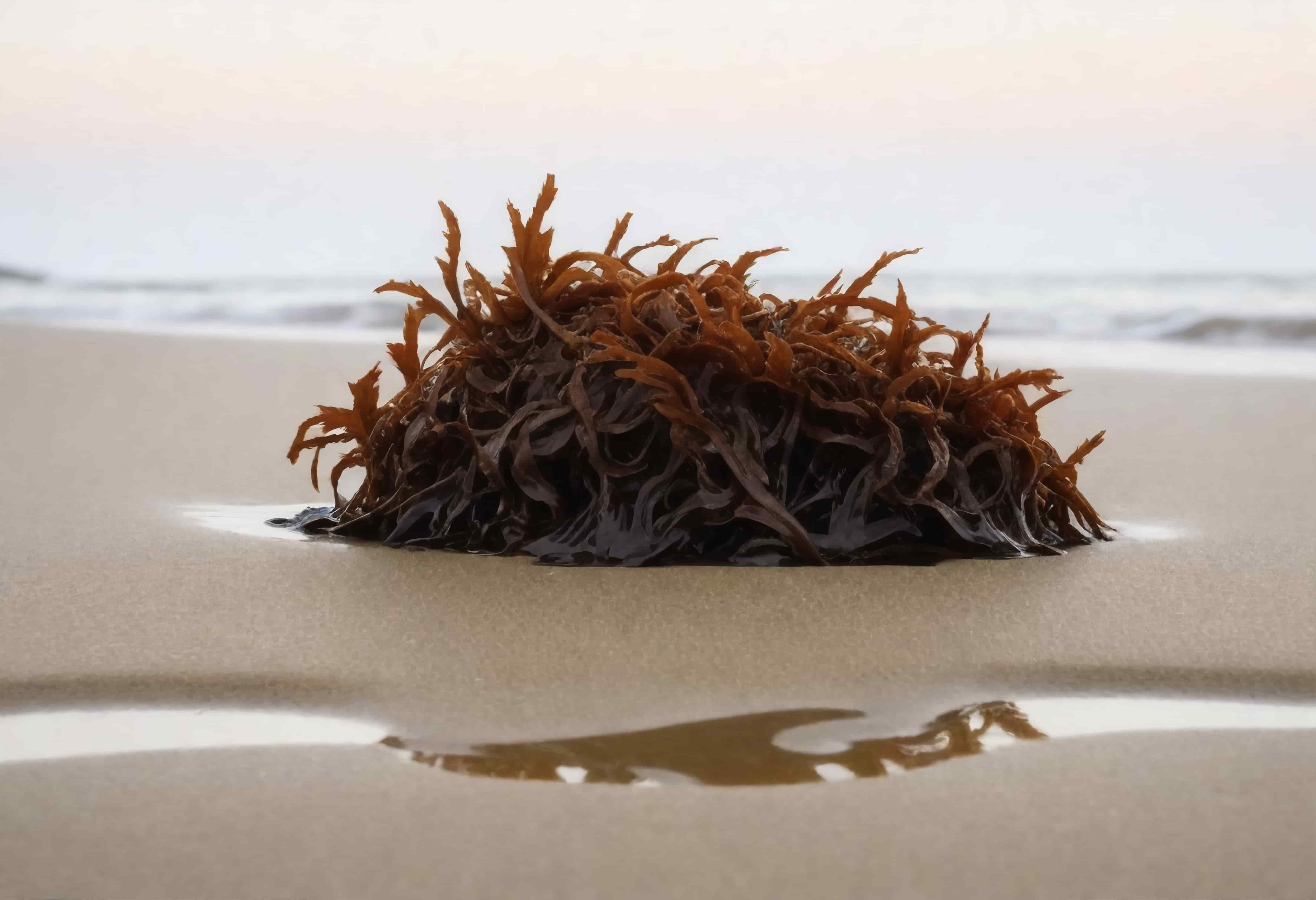 Blue Carbon: Japan to Store CO₂ in Deep Sea with Marine Plants