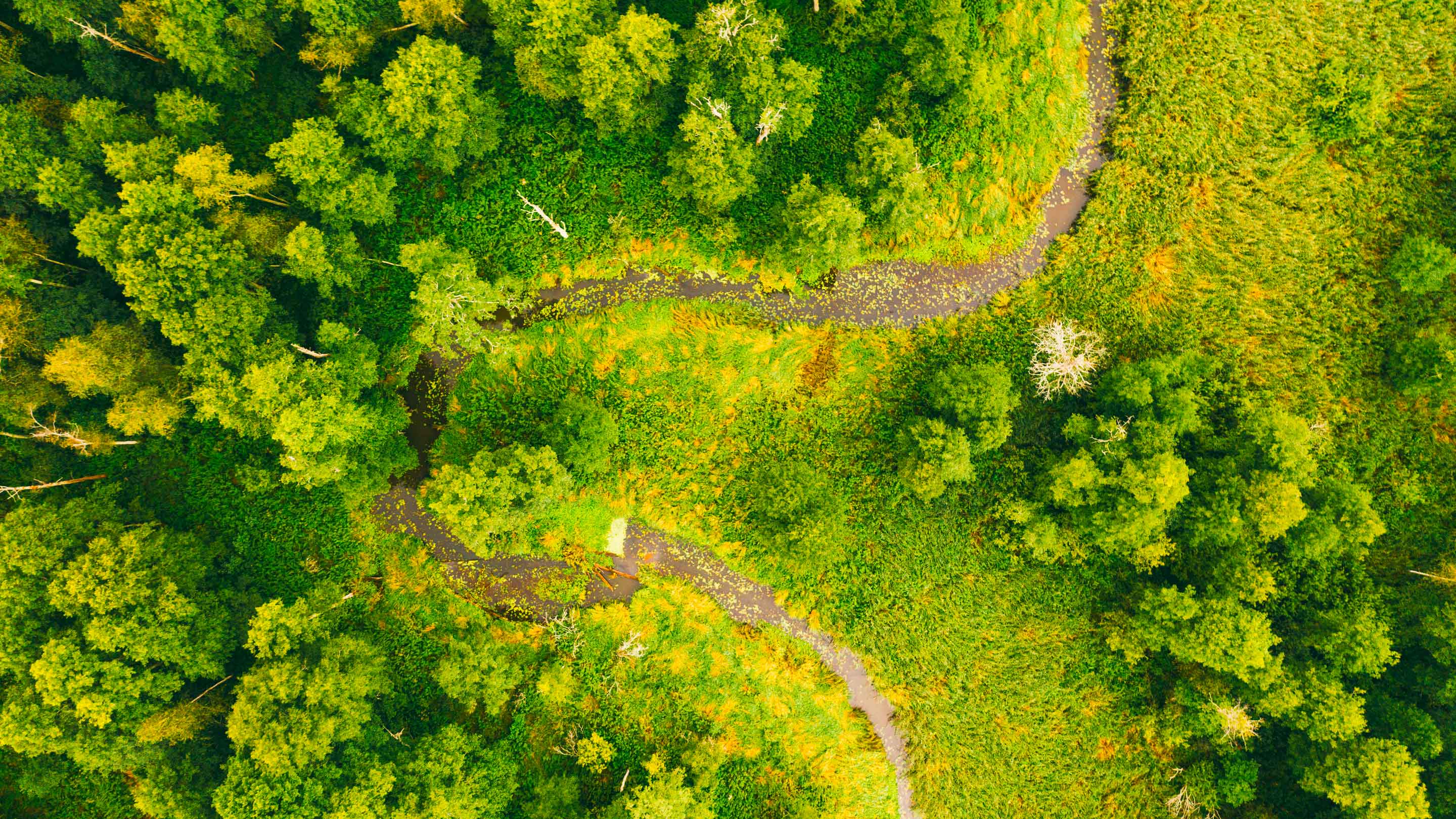 WSP Earns Five-Star Rating for Climate Leadership