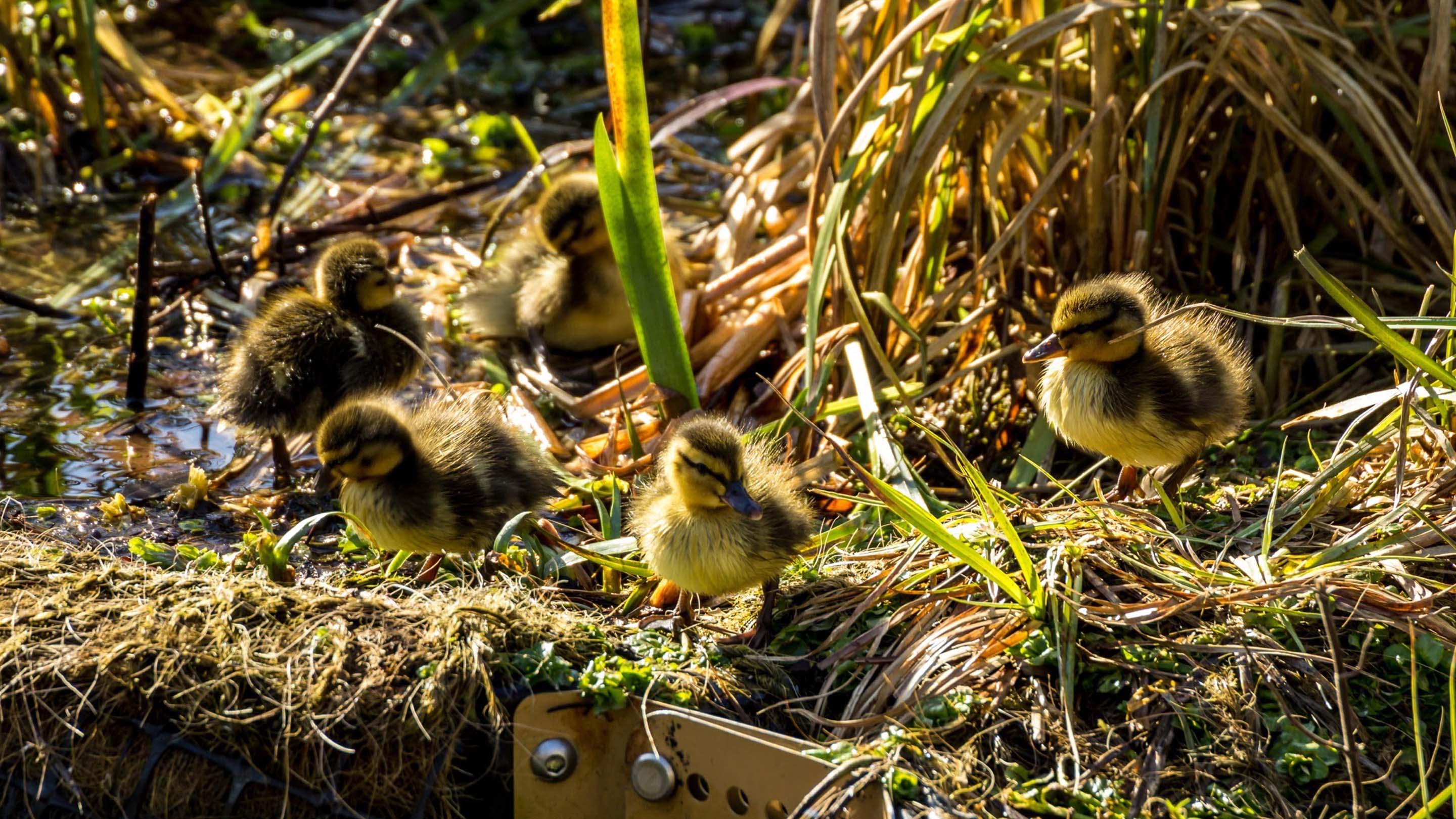 Aviva, Partners to Create Sustainable Floating Ecosystem in River Ouse