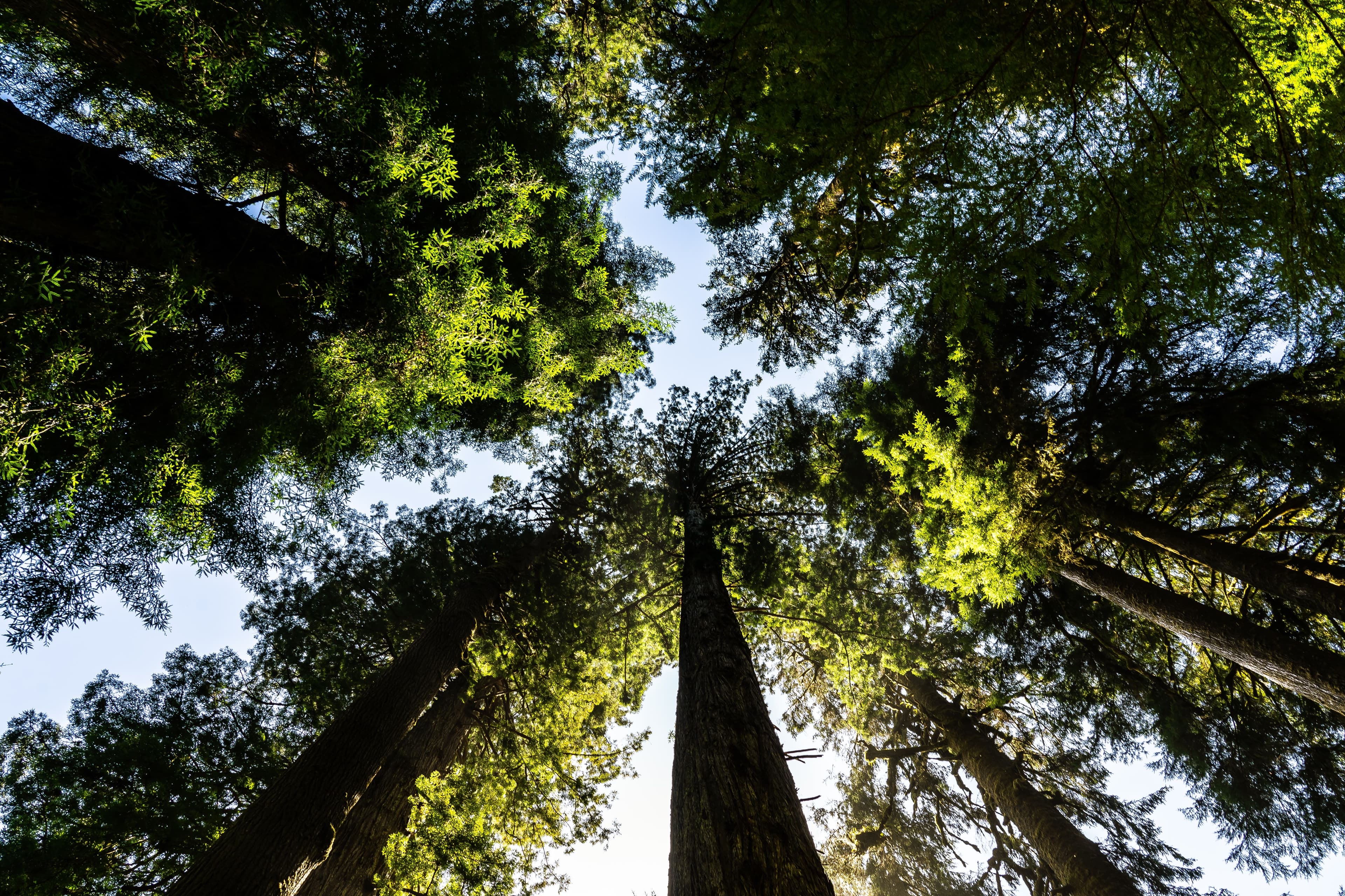 MSCI to Launch Tools to Help Investors Assess Biodiversity, Deforestation Risk in Portfolios