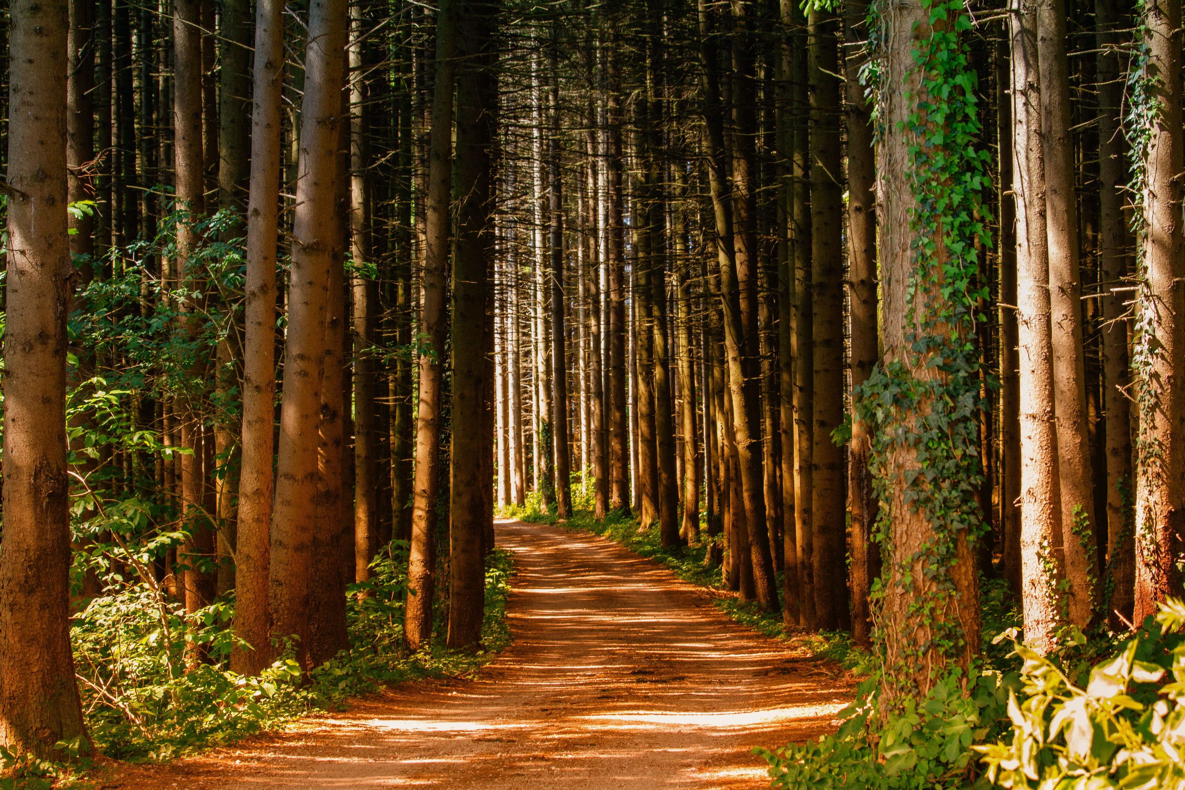 Why Technology Without Regulation Won't Save the Forest
