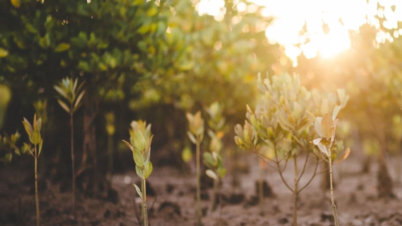Ricola Earns B Corp Status