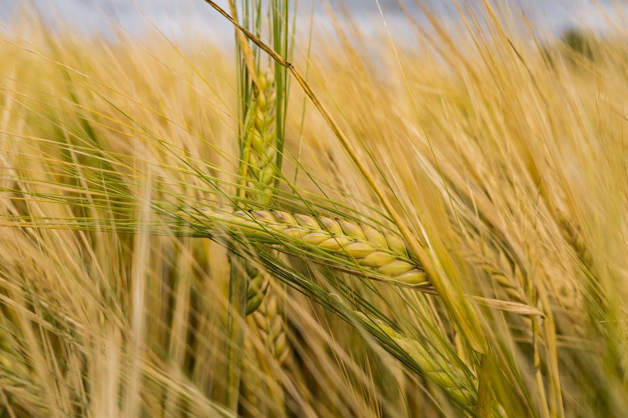 Proba Raises €1M for Carbon Insetting, Agri-Food Decarbonisation