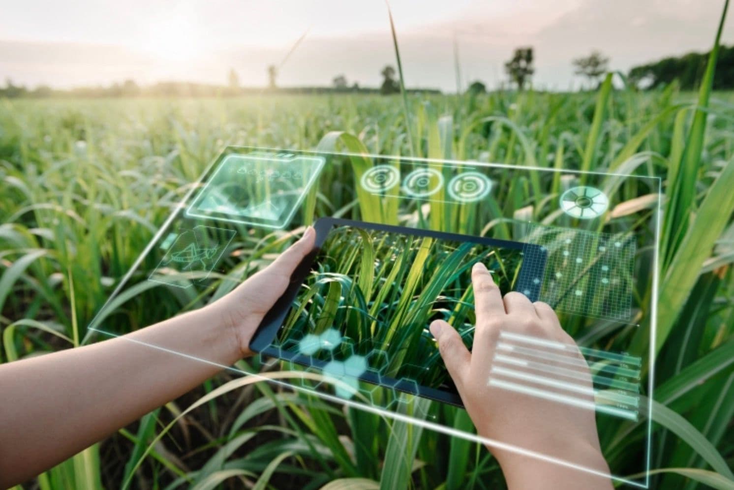 Up Agribusiness with Dimitra ESG: Key Benefits & Impact