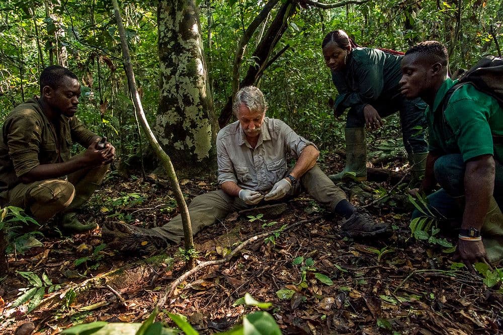 Endangered Urban Park in Ivory Coast Gets a Wall of Protection