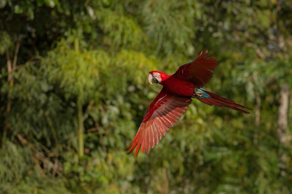 Rockefeller Backs Mombak's Amazon Reforestation Fund