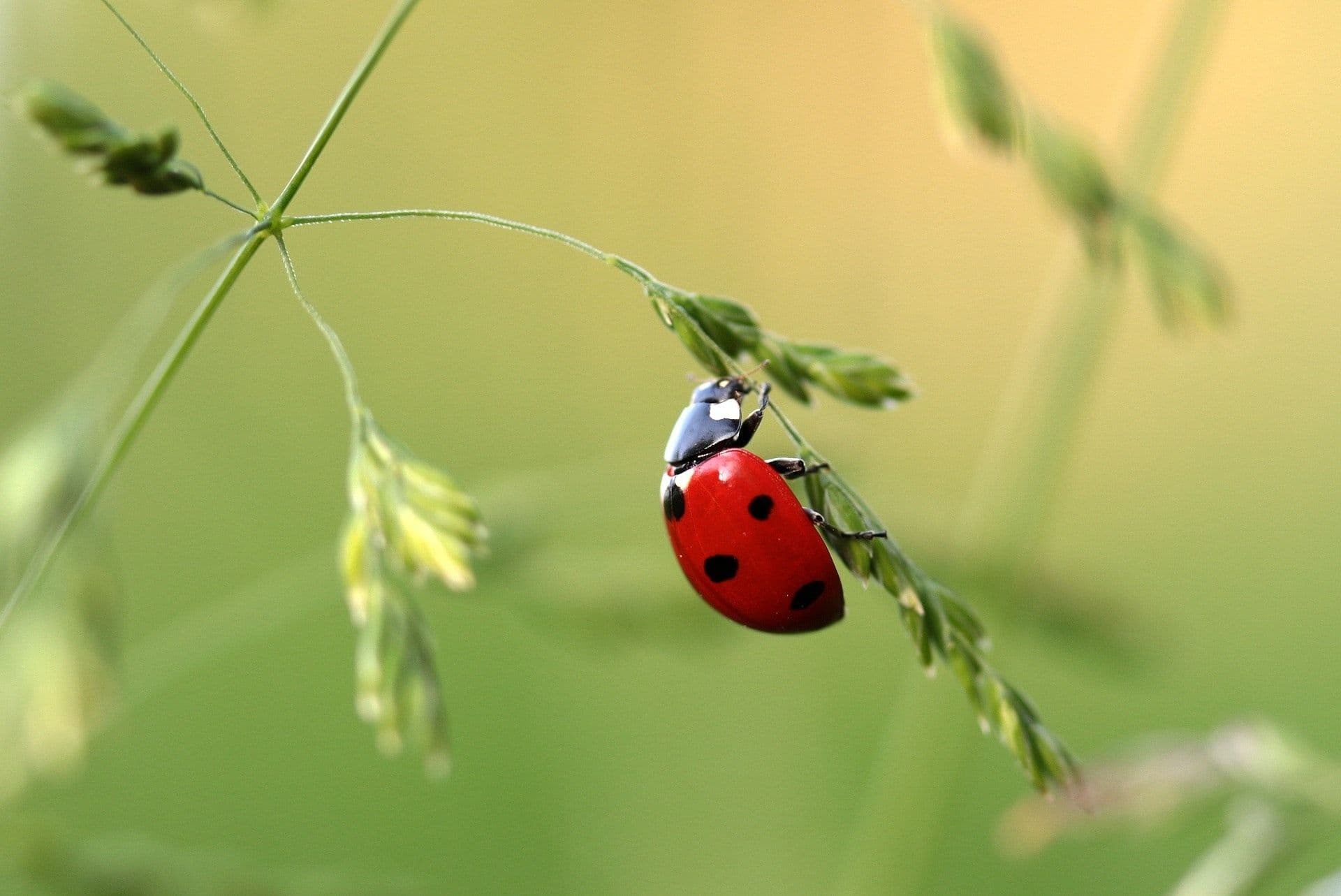 Insect Population Reduced Owing to Climate Change and Farming