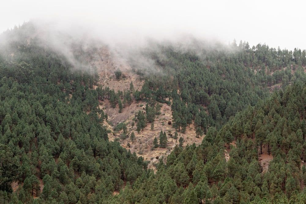 Climate Change-Induced Fires Charred Vast Forest Covers, Data Shows