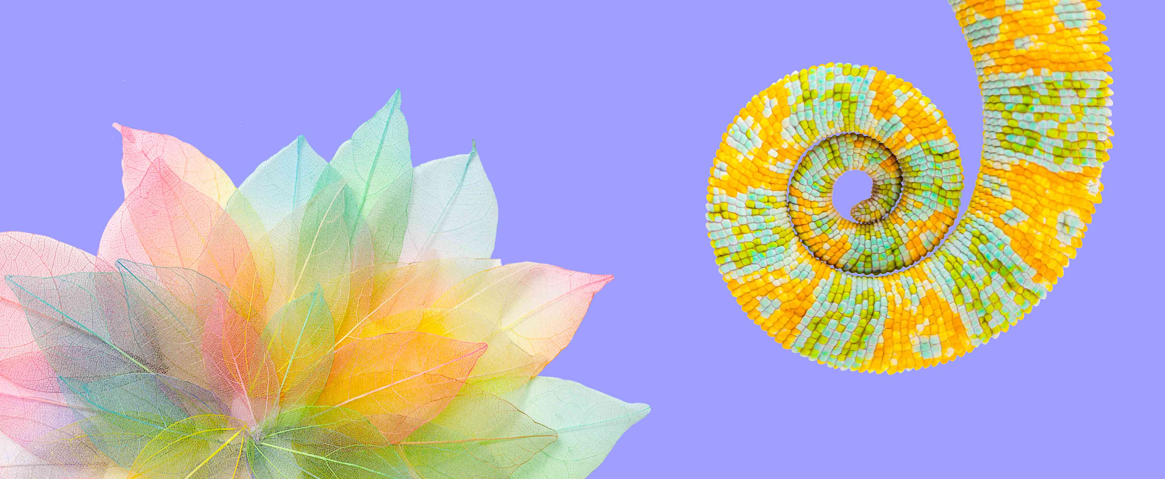 Bloom 24