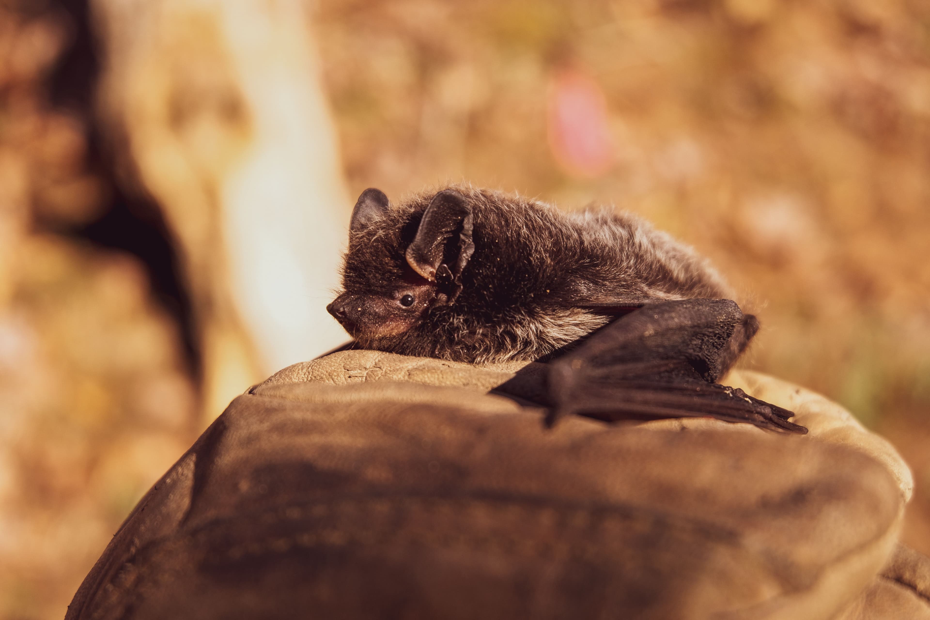 Scientists Estimate Several New Virus Transmissions from Bats Due to Climate Change