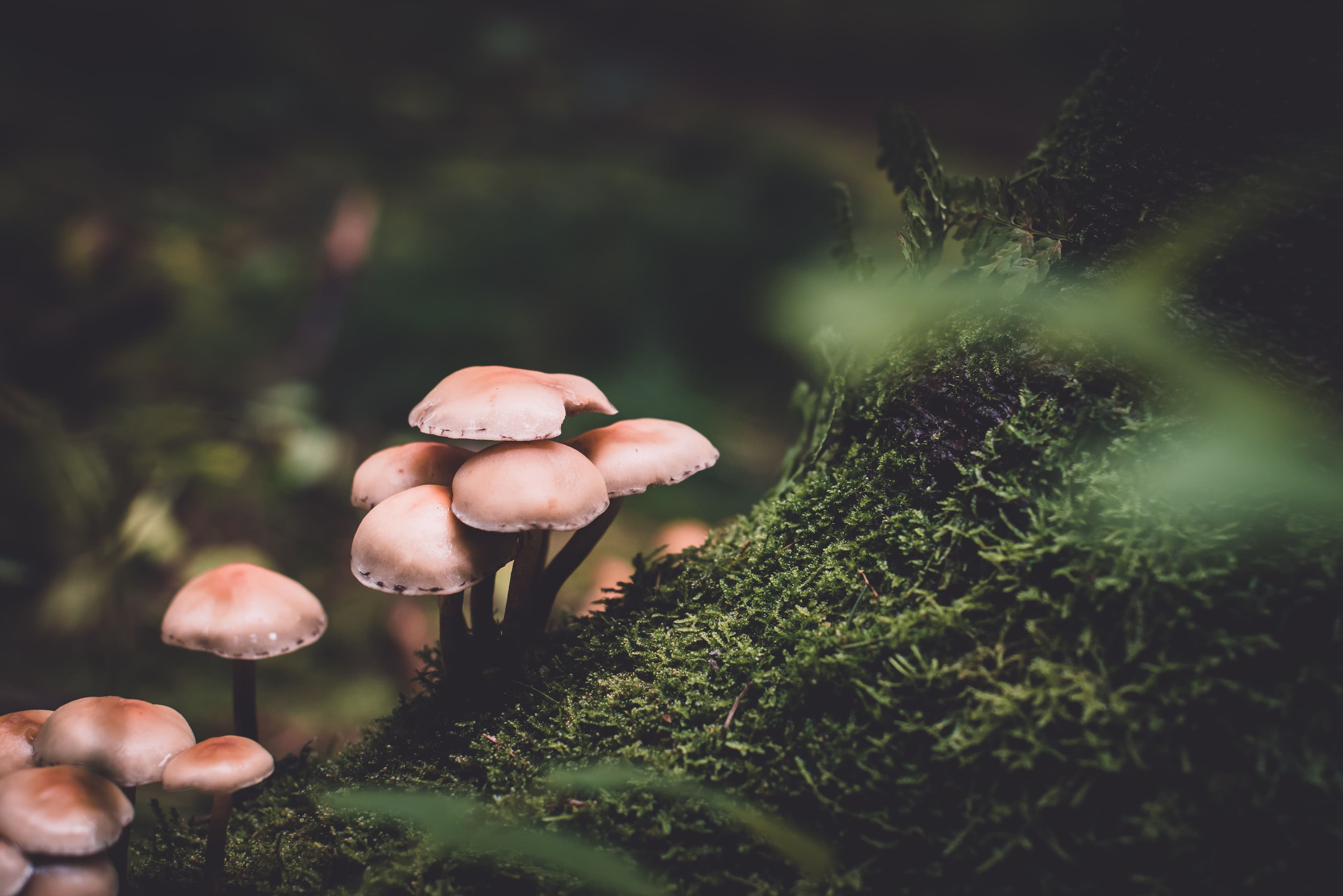 Mushrooms Break Down Asphalt Shingles, Create Reusable Materials