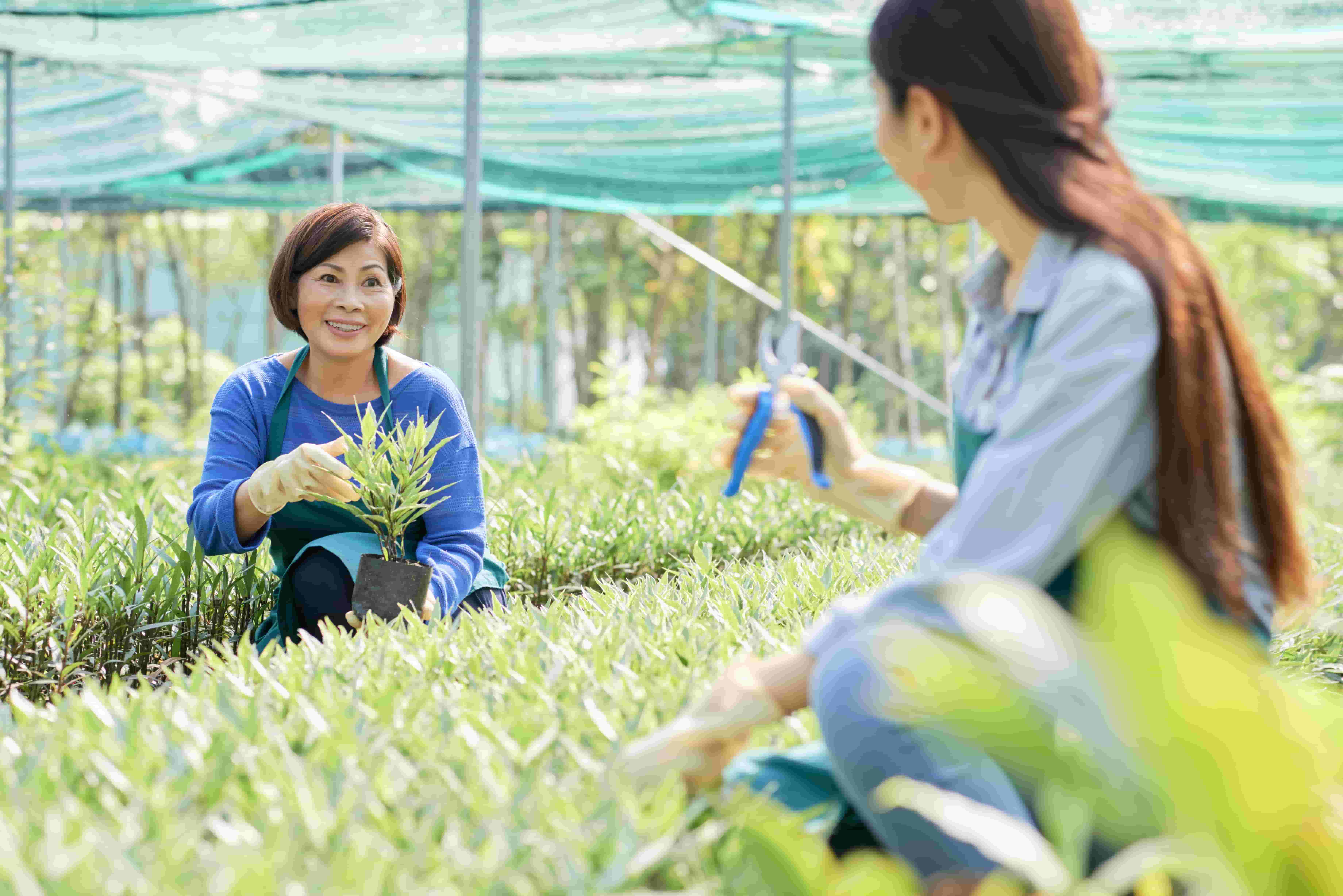 Malaysian Planters Gain Ground as ESG Transparency Improves, CIMB Reports