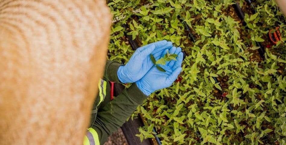 Klabin's Fluff Pulp: Lower Emissions, Reduced Carbon Footprint