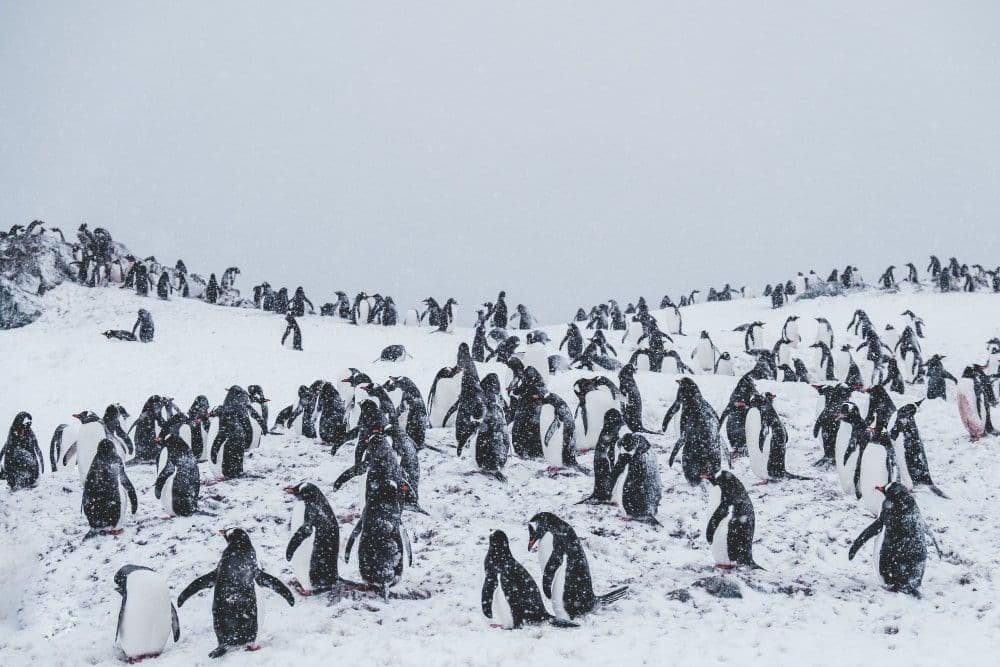Study: Penguin Poo Plays Surprising Role in Climate Resilience