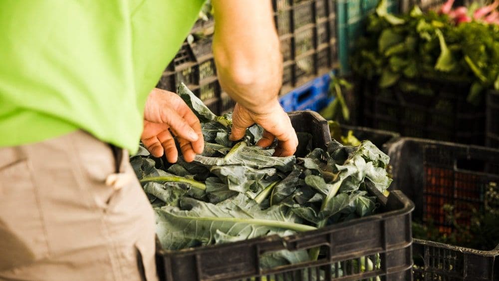 New Study Links Grocery Price Surges to Climate Change