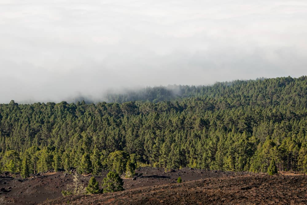 EU Deforestation Law: Council and Parliament Agree on EUDR Revision