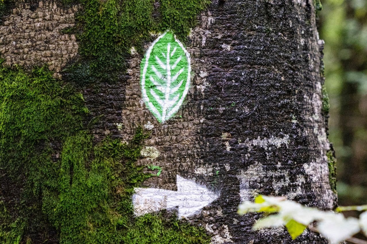 EU Financial Markets Face Greenwashing Risks: ESMA