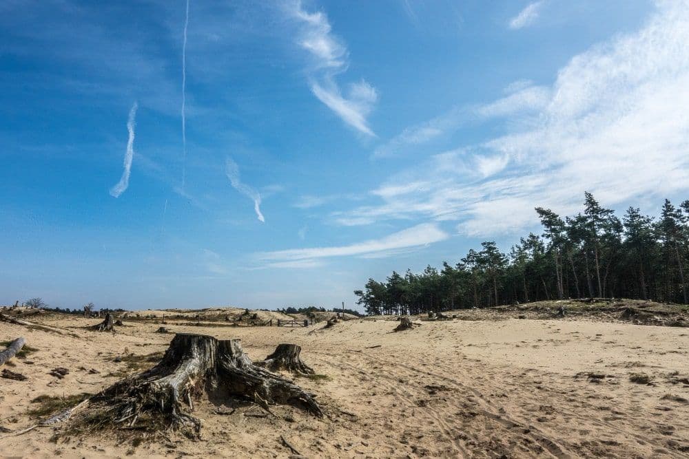 NAB on Tenterhooks Over Deforestation in Agri-Lending