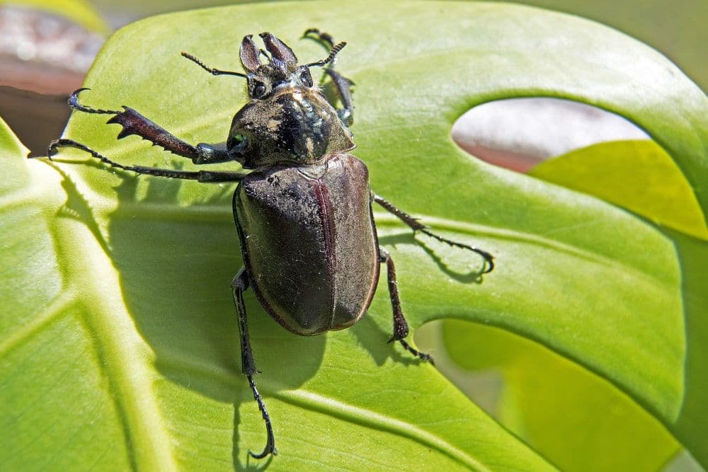 3,000 Vulnerable Species at Risk in Wales: Report