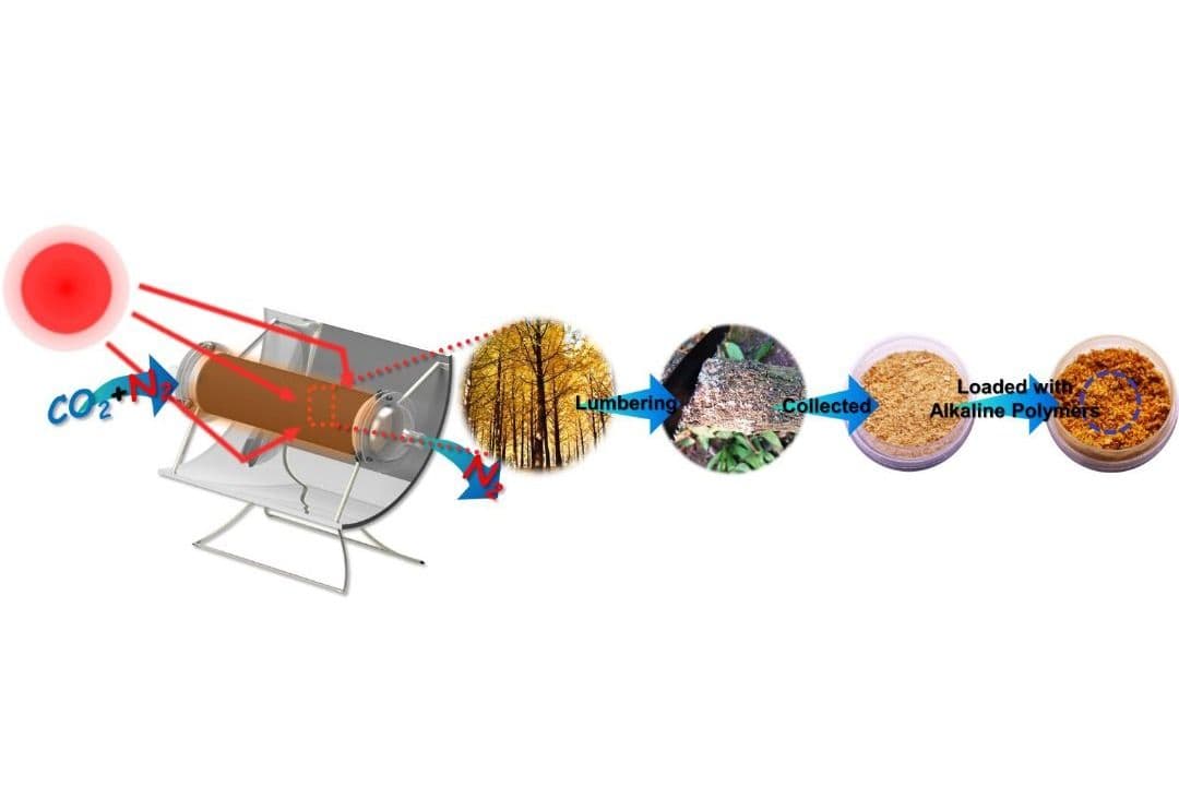 Scientists utilise modified sawdust and sunshine to reversibly trap carbon dioxide.