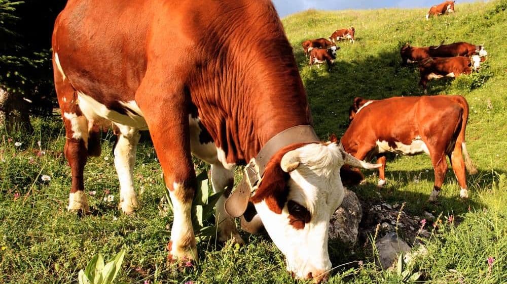 Cargill's Innovative Cattle Methane Reduction