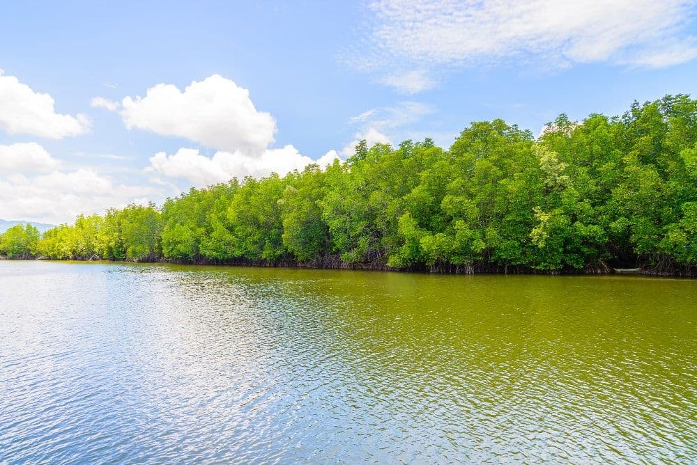 Relying on Natural Carbon Sinks Won't Cut CO2 Emissions