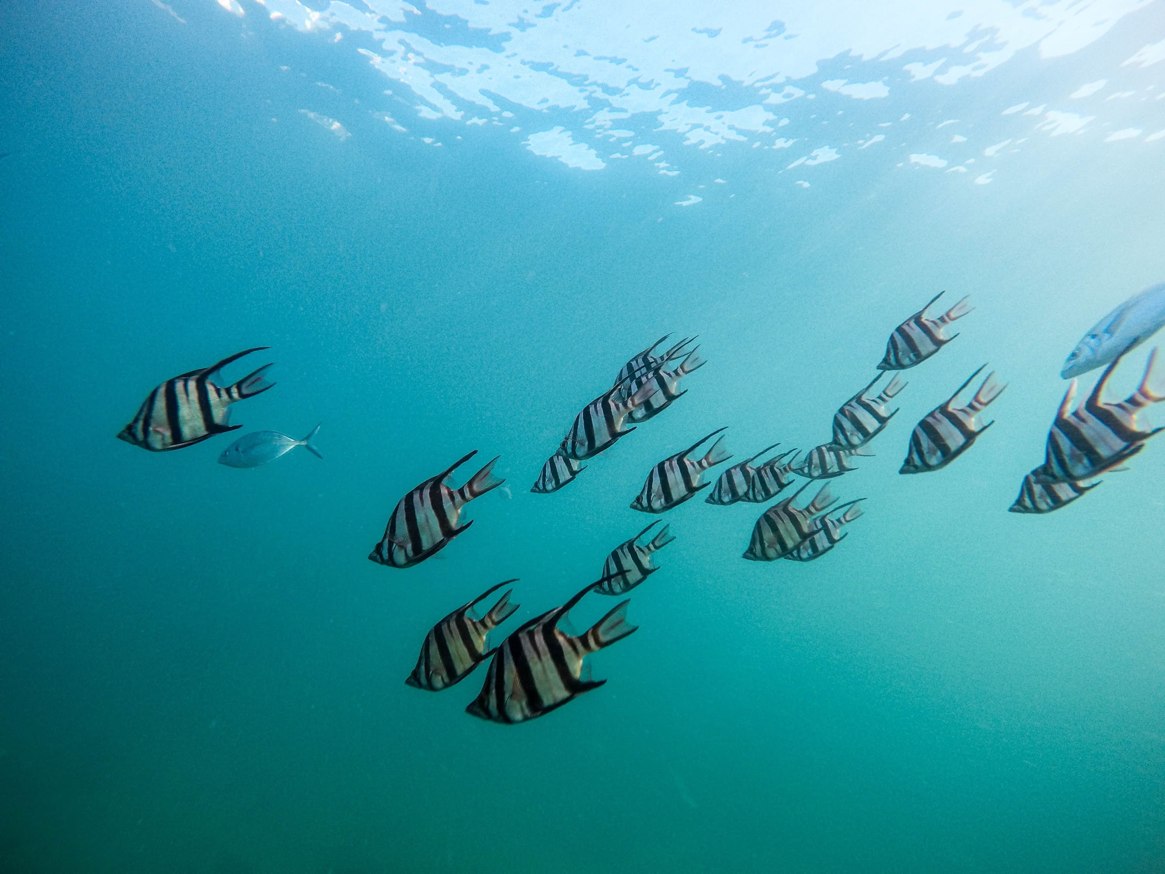 Can Green Technology Negatively Impact Marine Biodiversity?