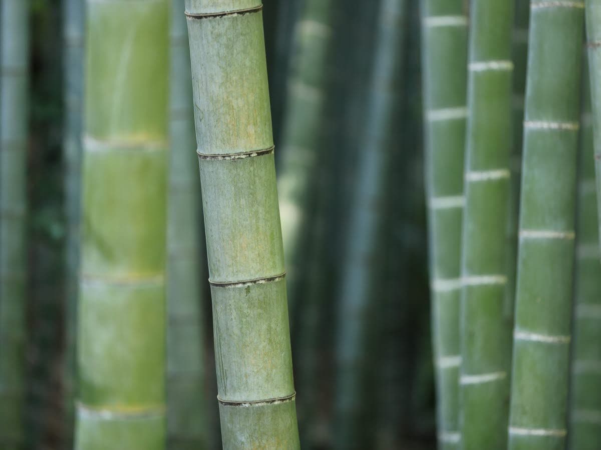 Green Bond Market Heats Up Despite Transition Wobble