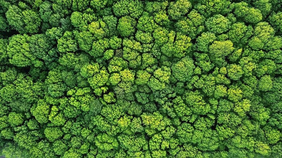 Global Carbon Markets Conference 2025