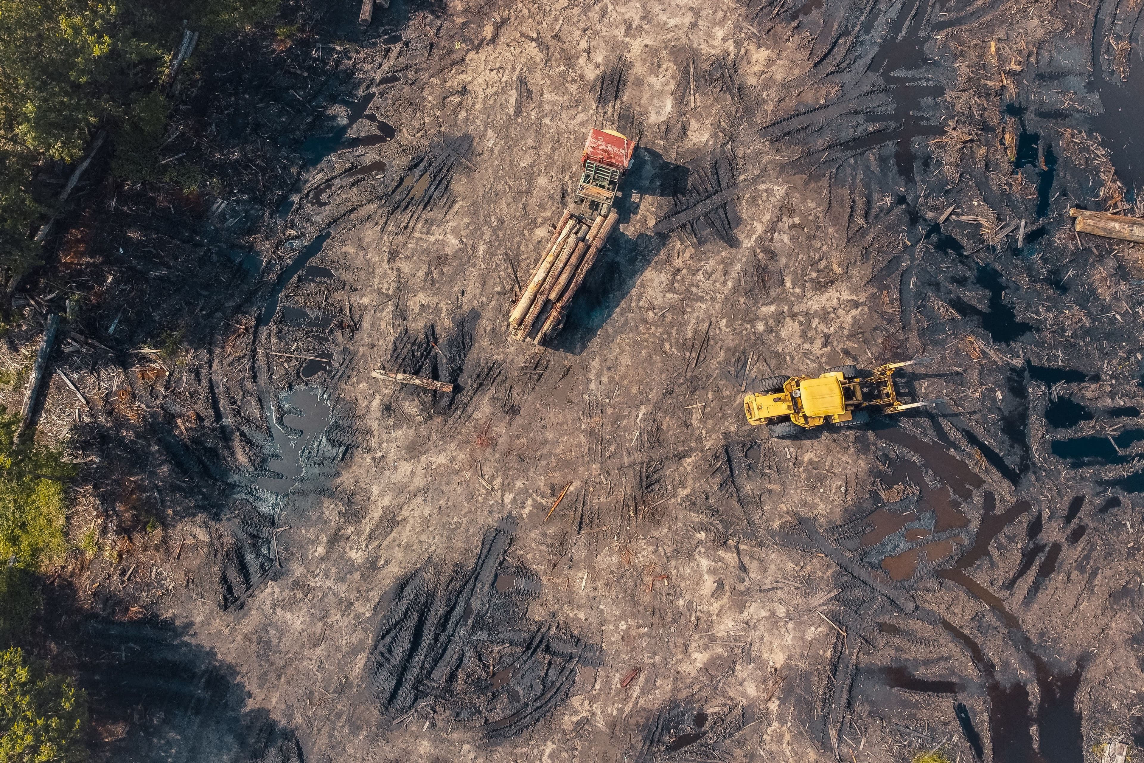 EU Passes Legislation Prohibiting Imports Linked to Deforestation