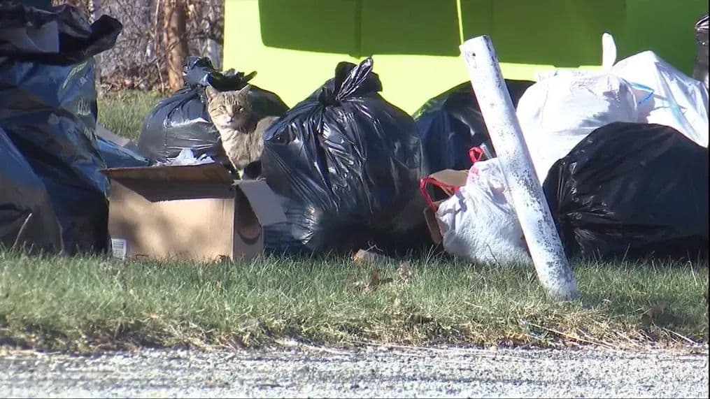 3/4 of US Recycling Ends Up in Landfill, Says Report