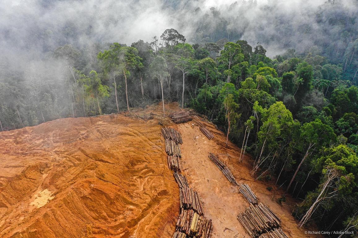 EU Adopts New Law to Fight Global Deforestation