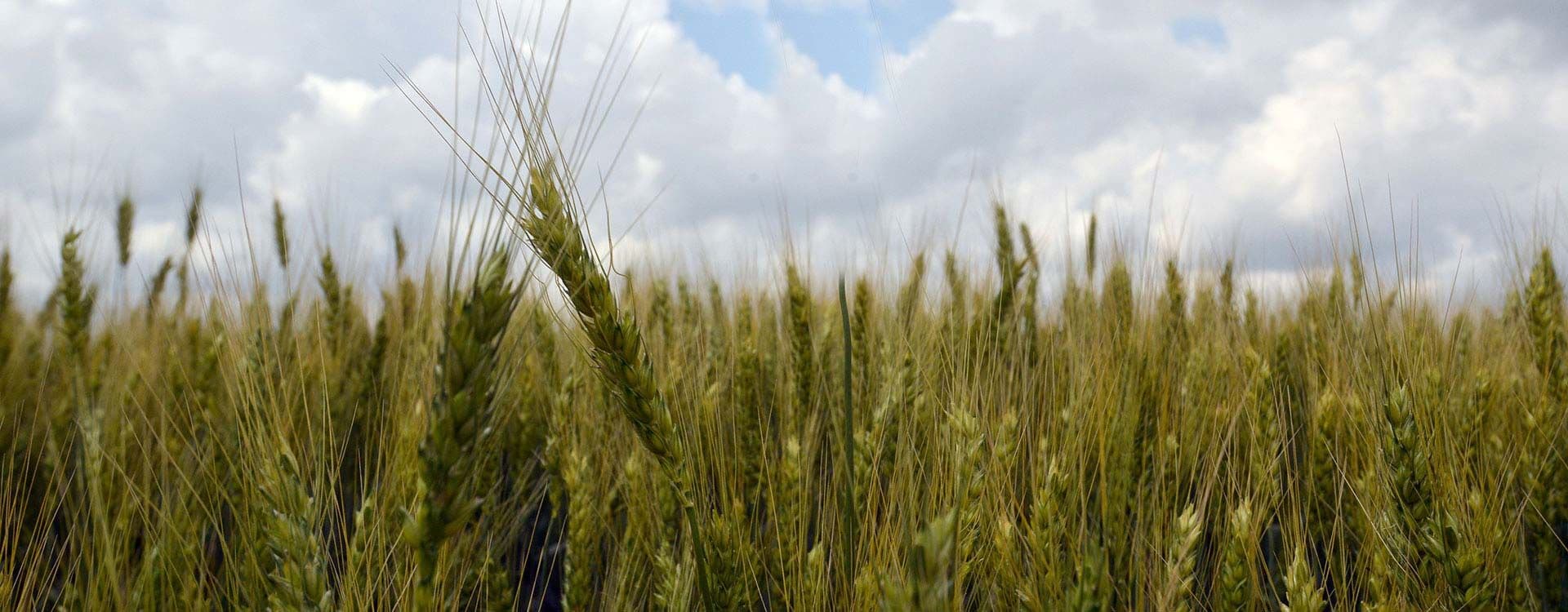IFC Sustainable Agribusiness Conference Ireland 2024