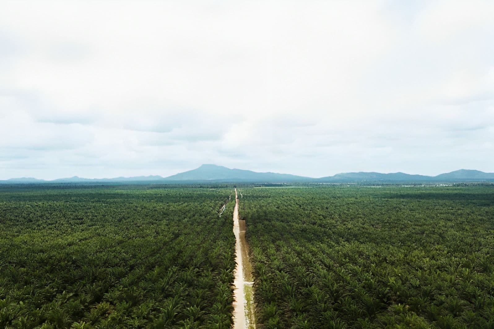 Cargill Offers RSPO Palm Oil to All US Customers