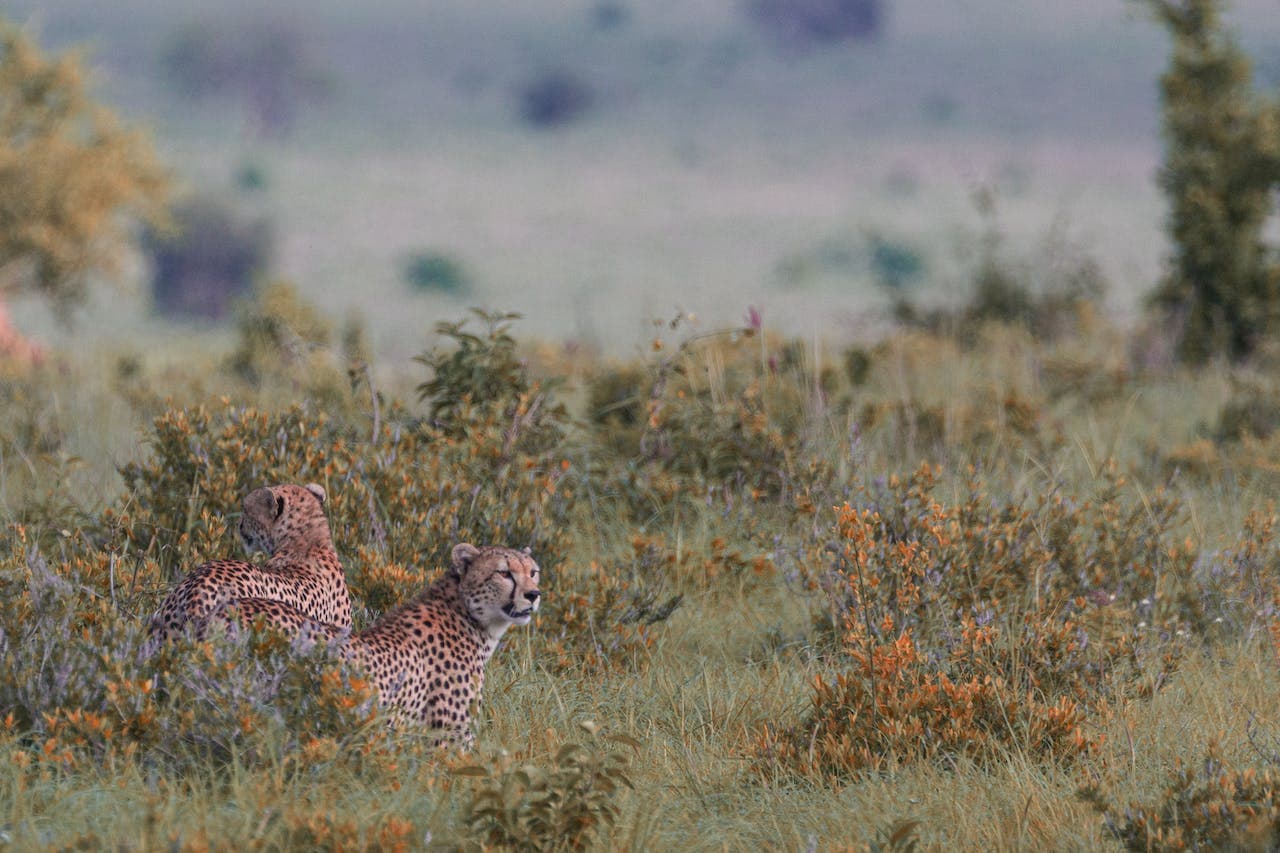 Banks Fueling Pangolin and Leopard Poaching