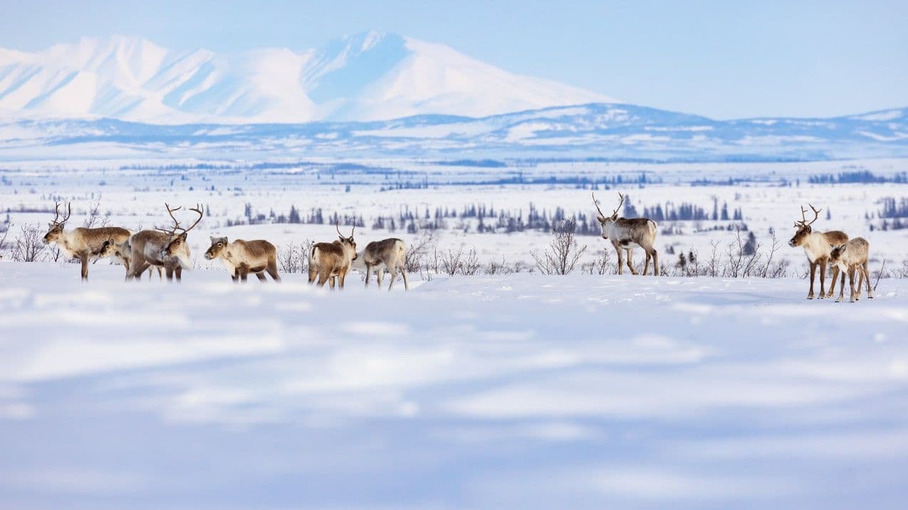 Arctic Tundra Now a Carbon Emission Source, Says NOAA