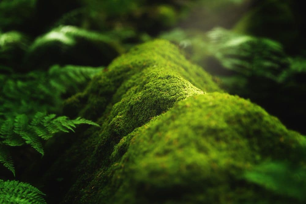 indie Semiconductor Releases First ESG Report
