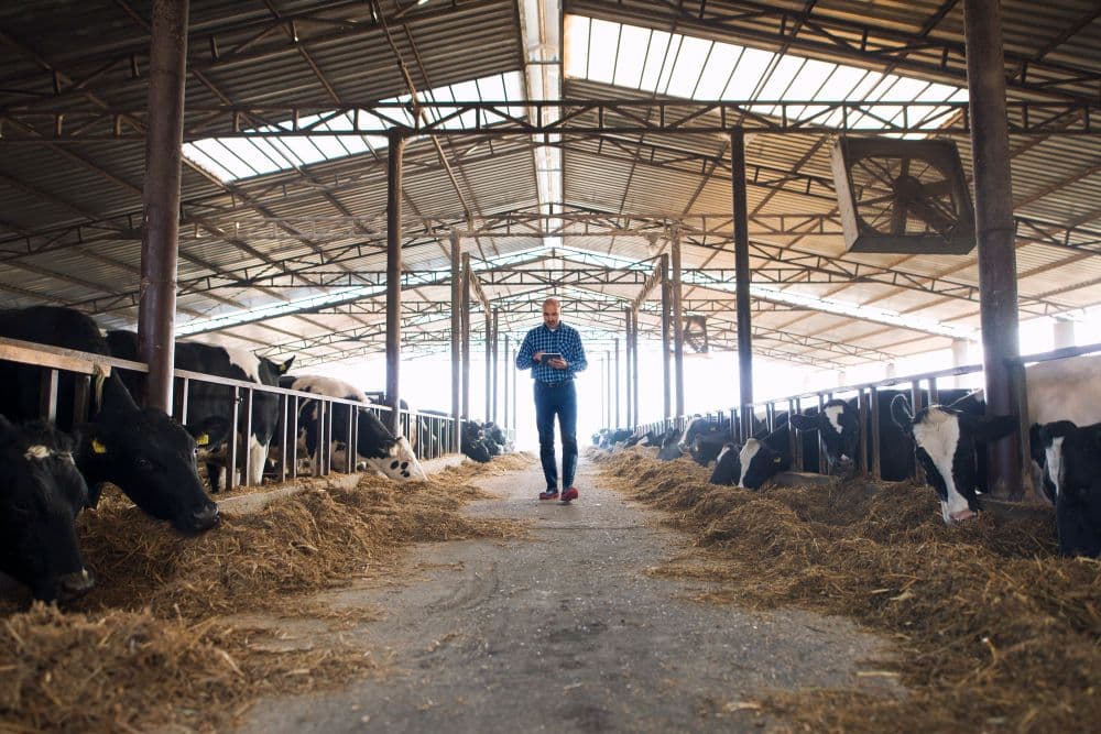 World’s Largest Beef Producer Fined $1.1M for Greenwashing