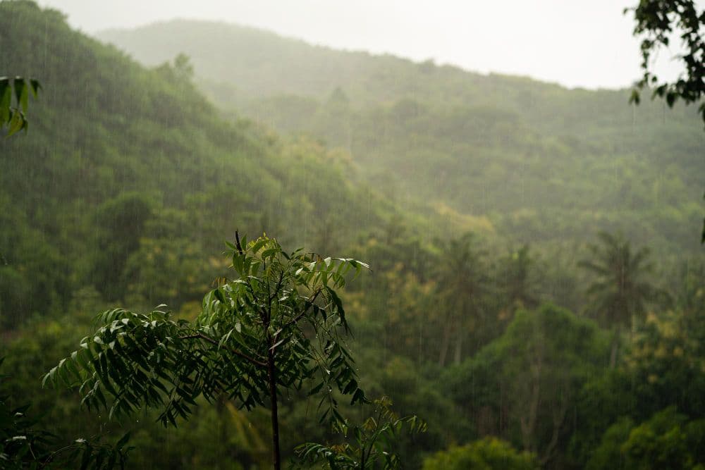 24% of Organisations Lack Biodiversity Strategy